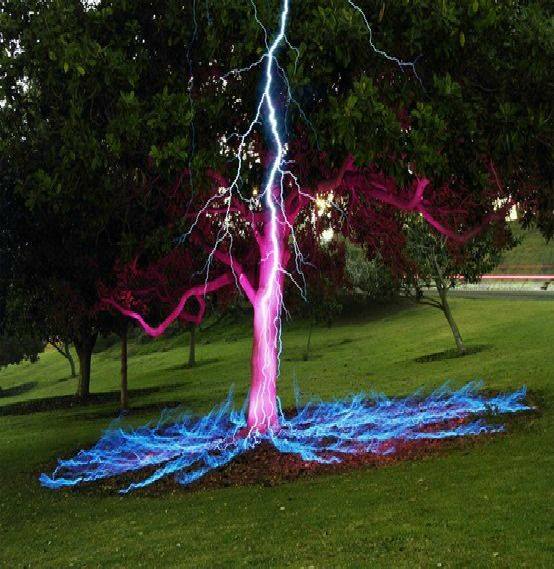 Electric tree.jpg